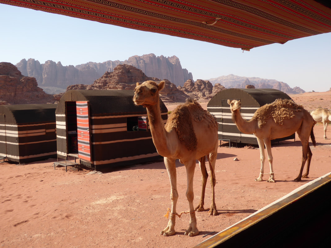 Wadi Rum jordan, wadi rum, wadi rum camp, wadi rum camps, wadi rum camel, wild camel, wadi rum camels in the desert, wadi rum desert, wadi rum wildlife, wadi rum desert wildlife, 