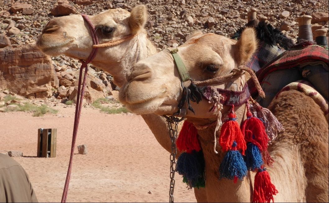 Camel ride Wadi Rum